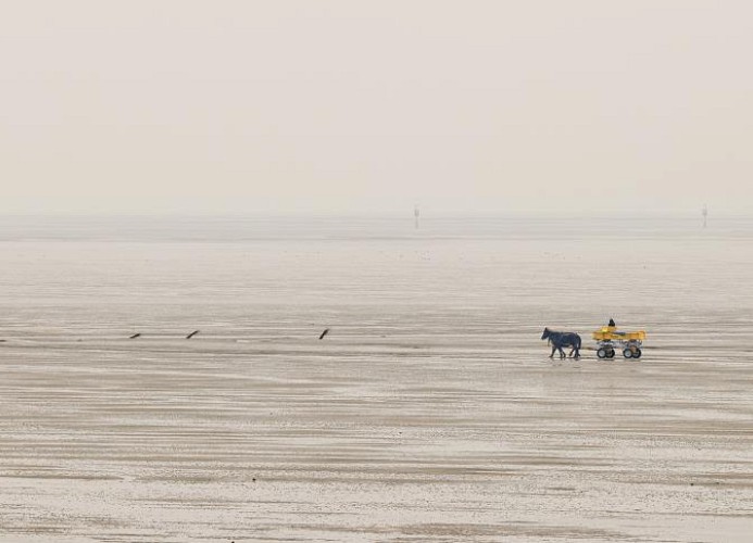 Nautilus, Ferienwohnung 13 inkl Strandkorb und Meerblick
